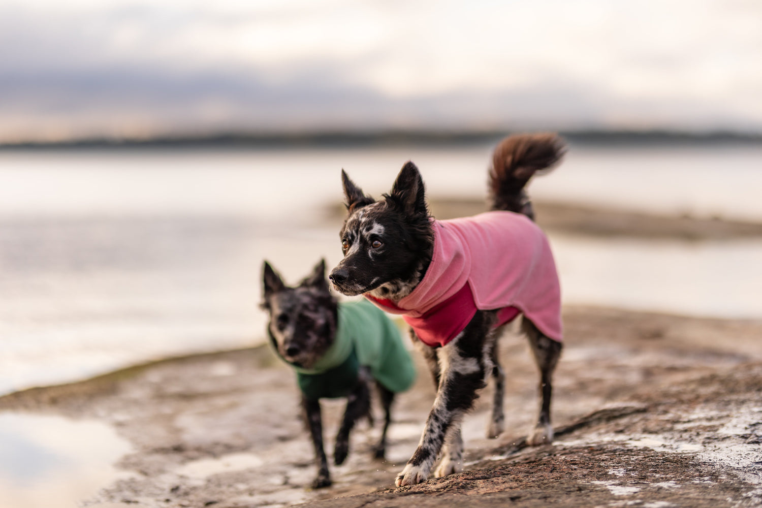 Celebrating Happiness with PAIKKA: What Makes Your Dog Happy?