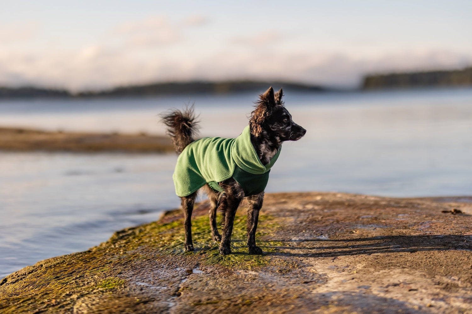 Spring Dogwear: Best Essentials for Rain, Cold, and Bugs