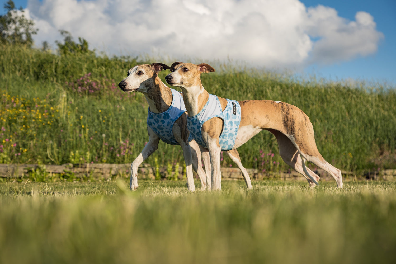 How to Keep Your Dog Cool During the Summer: Tips for Hot Weather Safety