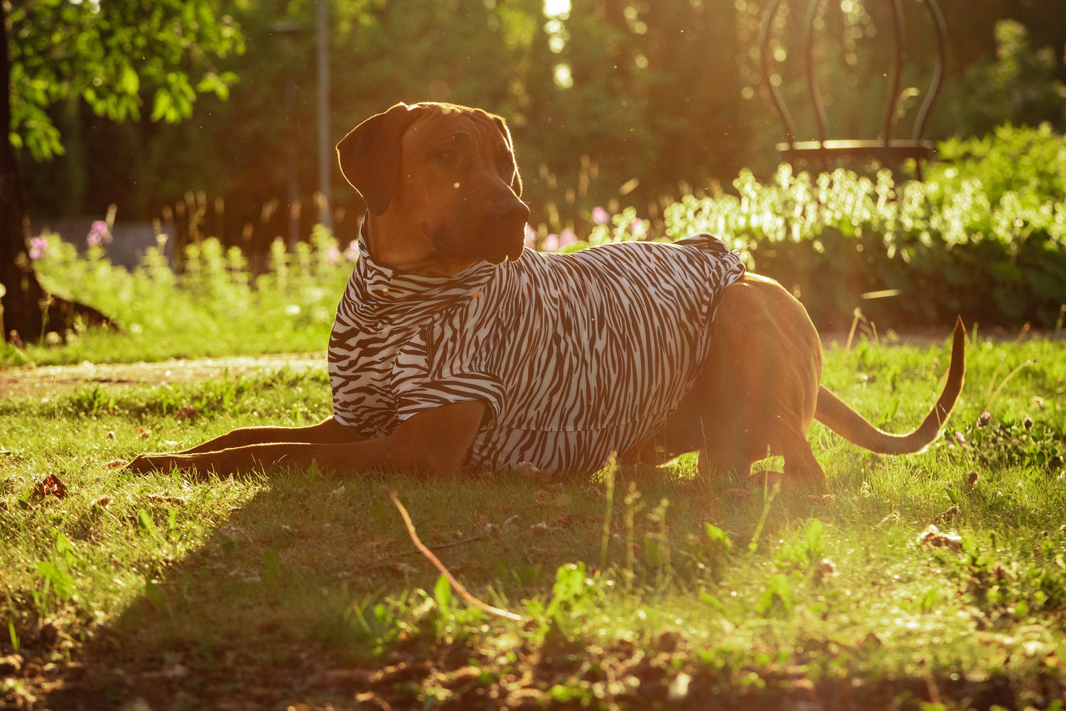 Why UV & Bug Protection Matters for Dogs - And How the PAIKKA UV & Bug Shirt Helps