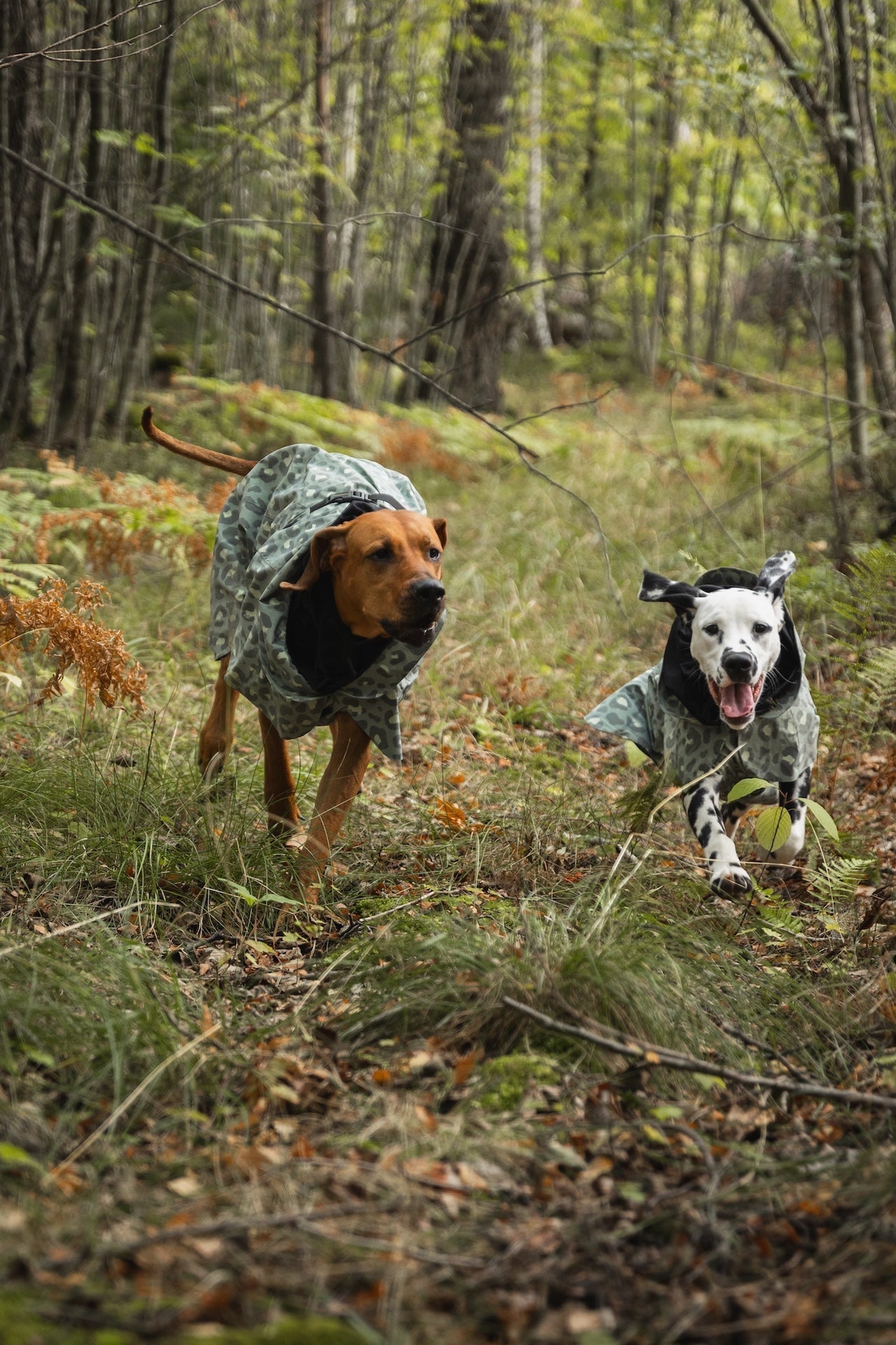 Strong, Agile, Ready: Supporting Your Working Dog’s Muscular Health