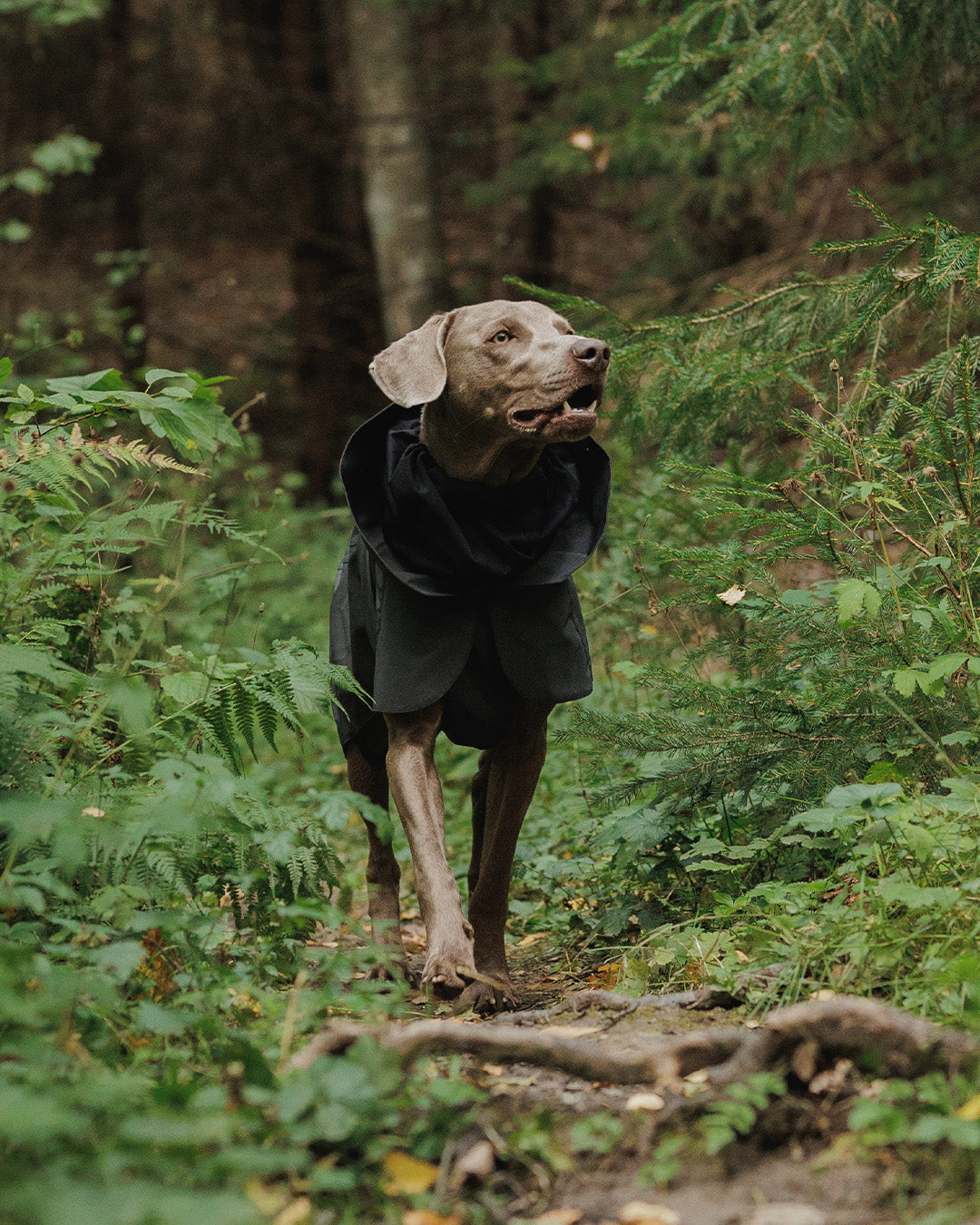 Raincoats & Suits for Dogs
