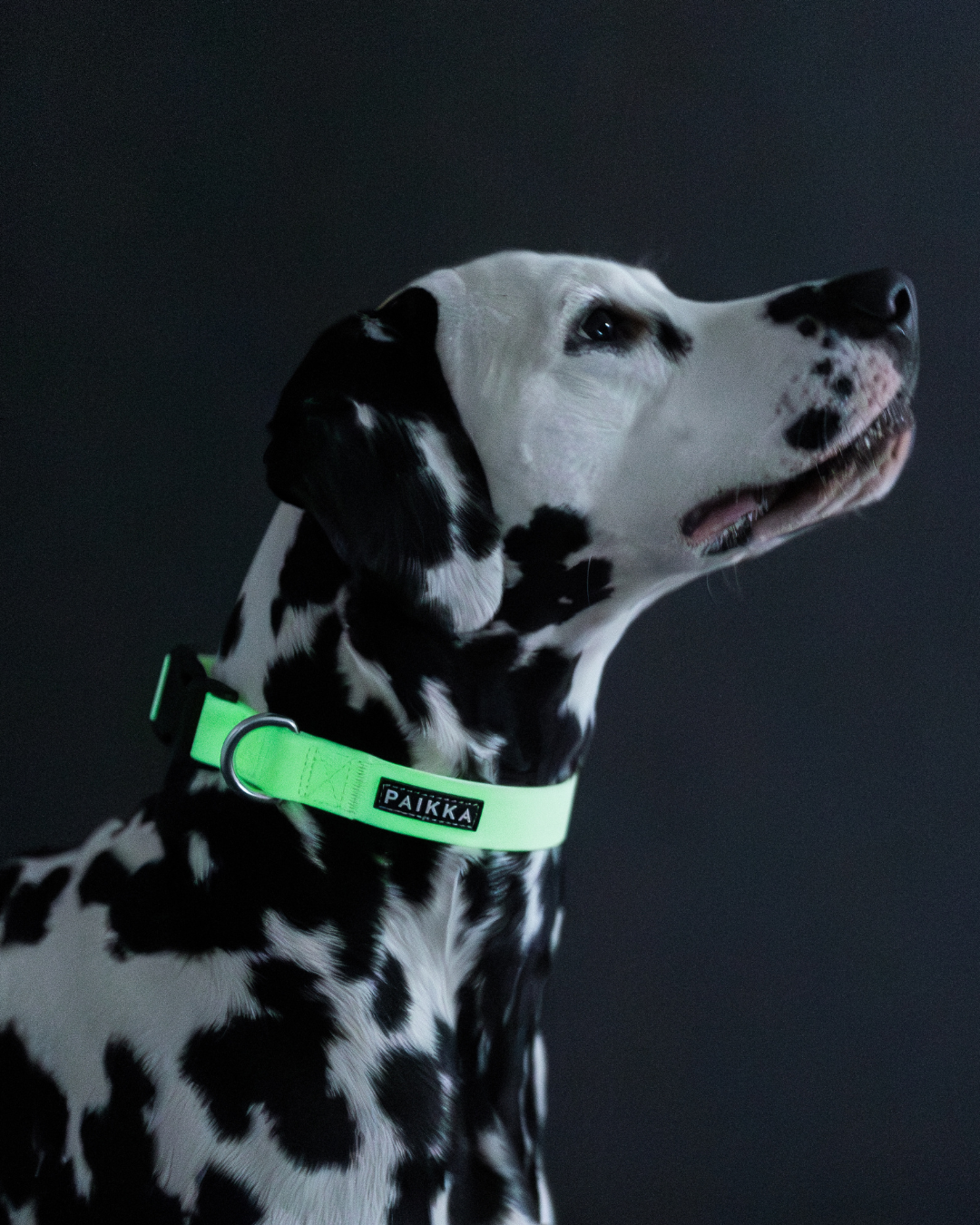 Collars & Leashes