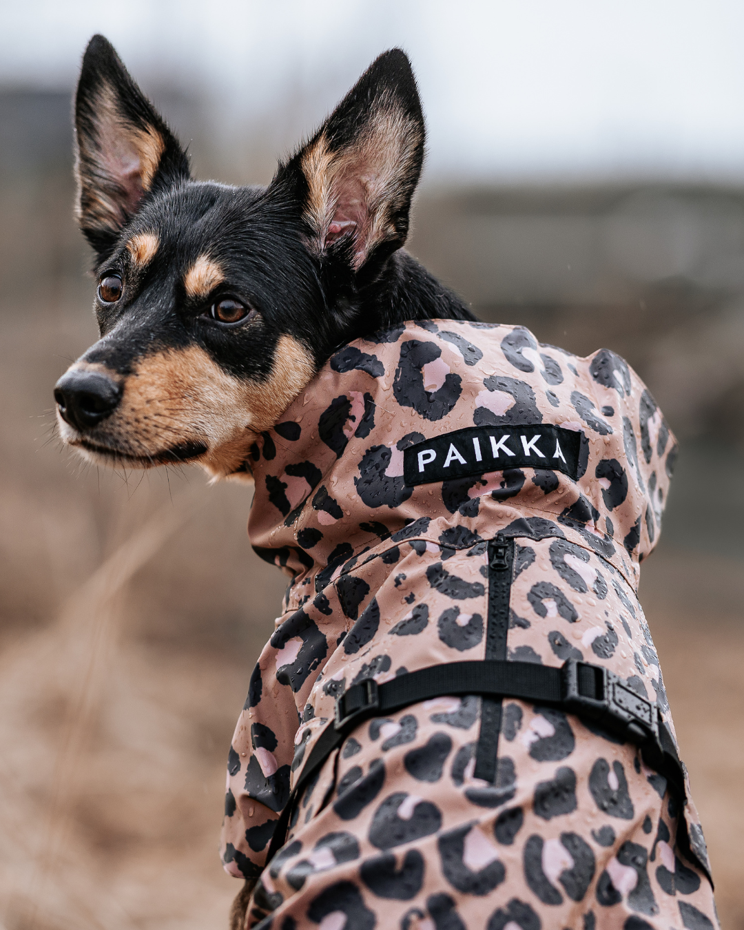 Raincoats & Suits for Dogs