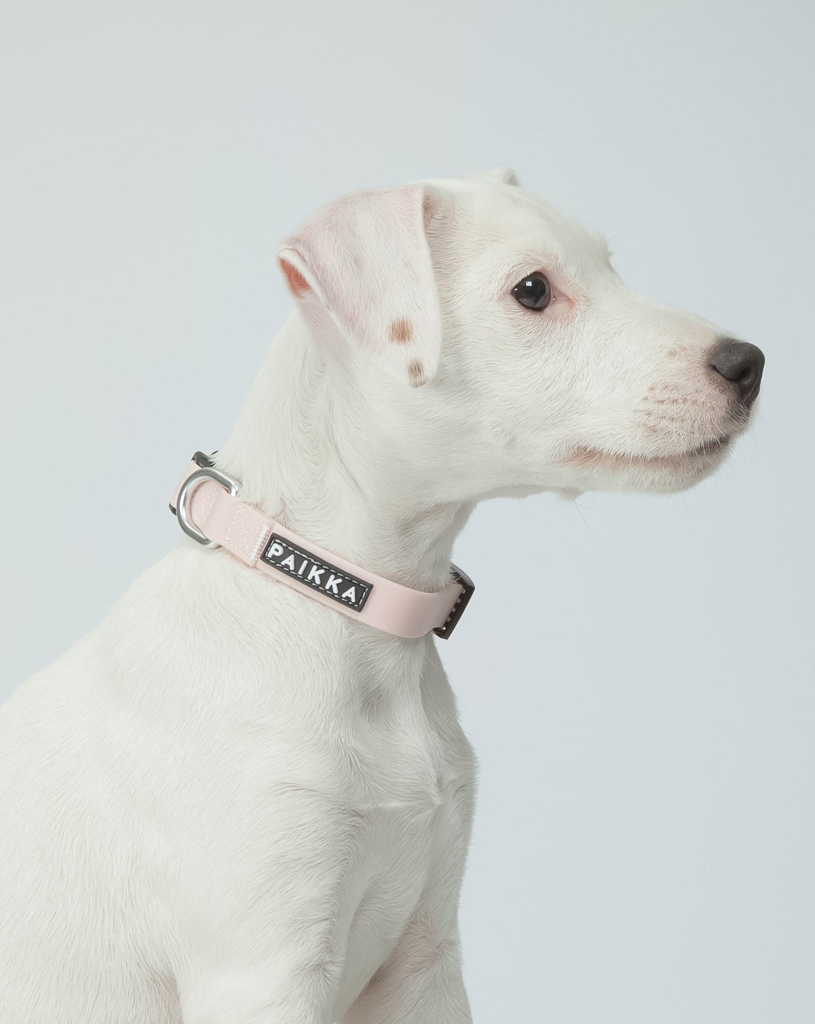 Pale pink dog collar hotsell