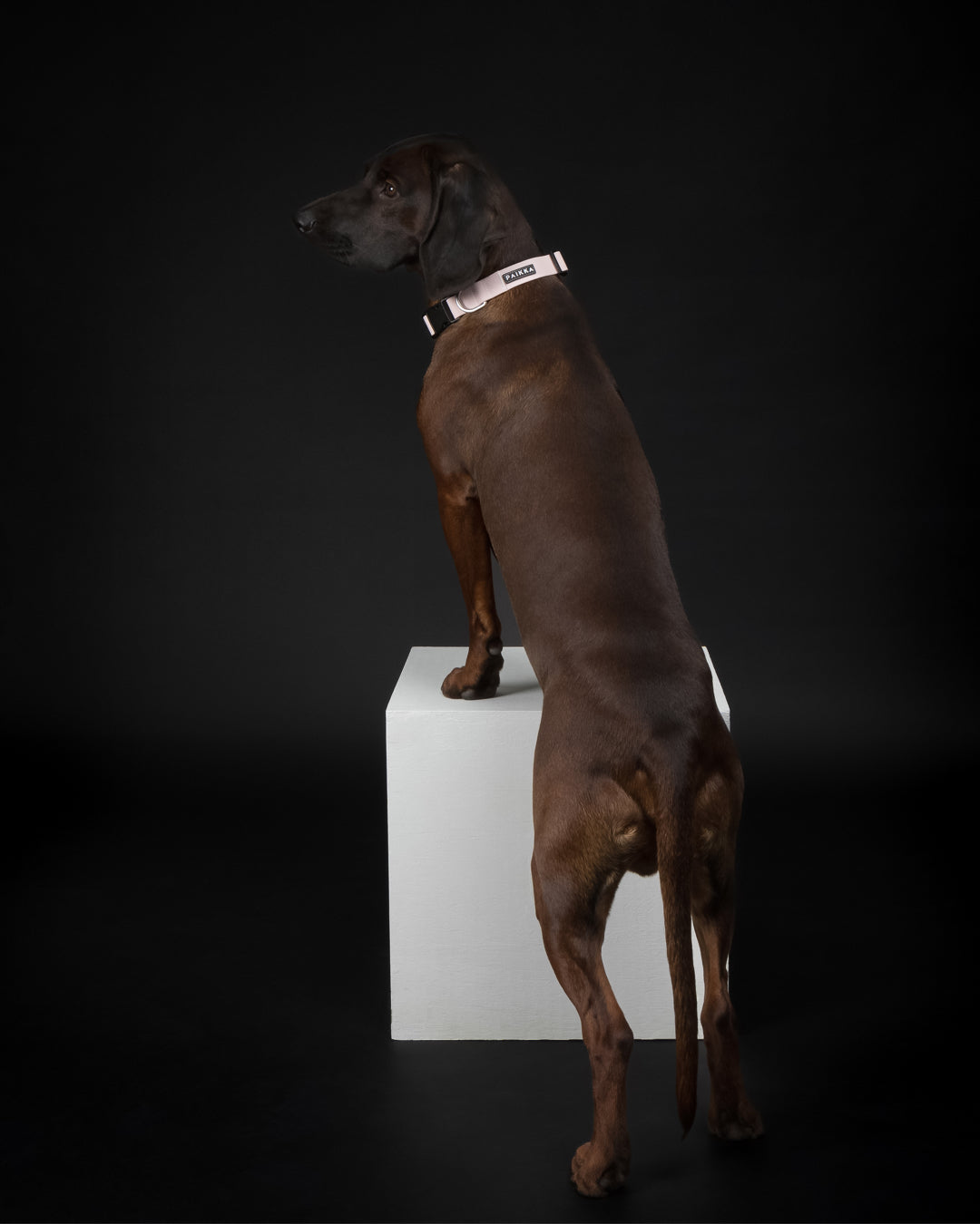 PAIKKA Glow Hundehalsband Rosa