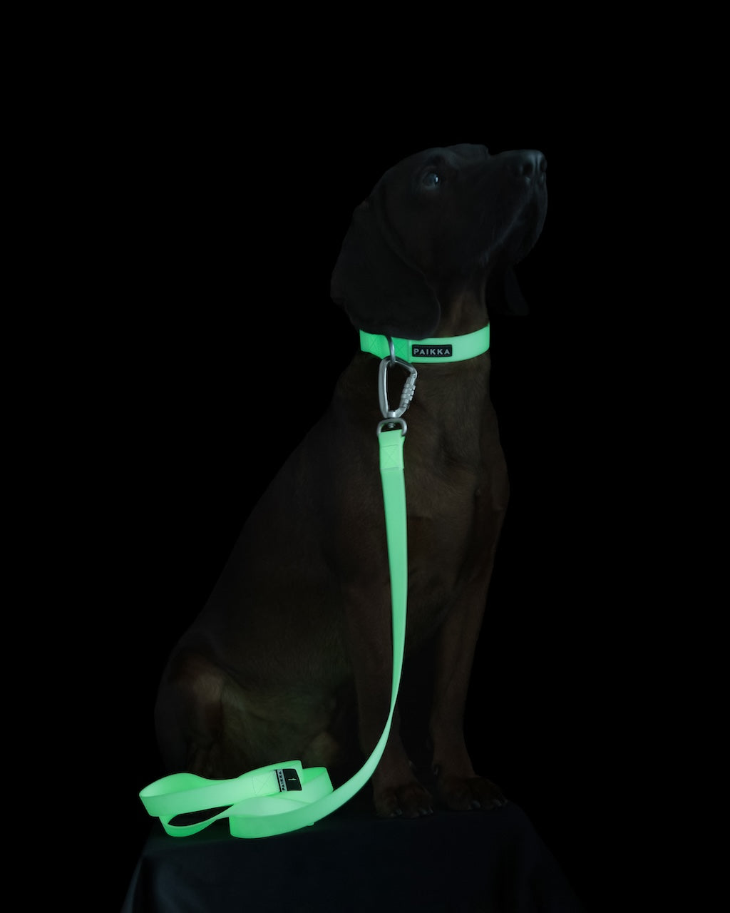 PAIKKA Glow Hundeleine
