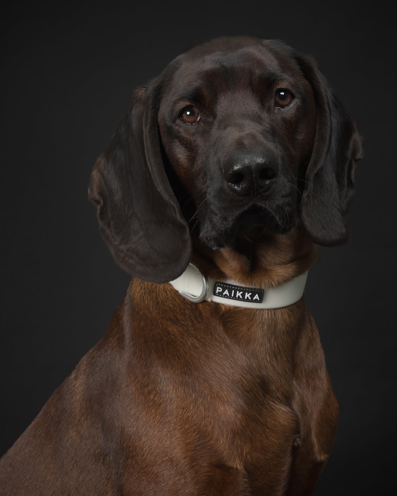 Dog wearing PAIKKA Glow Collar in White