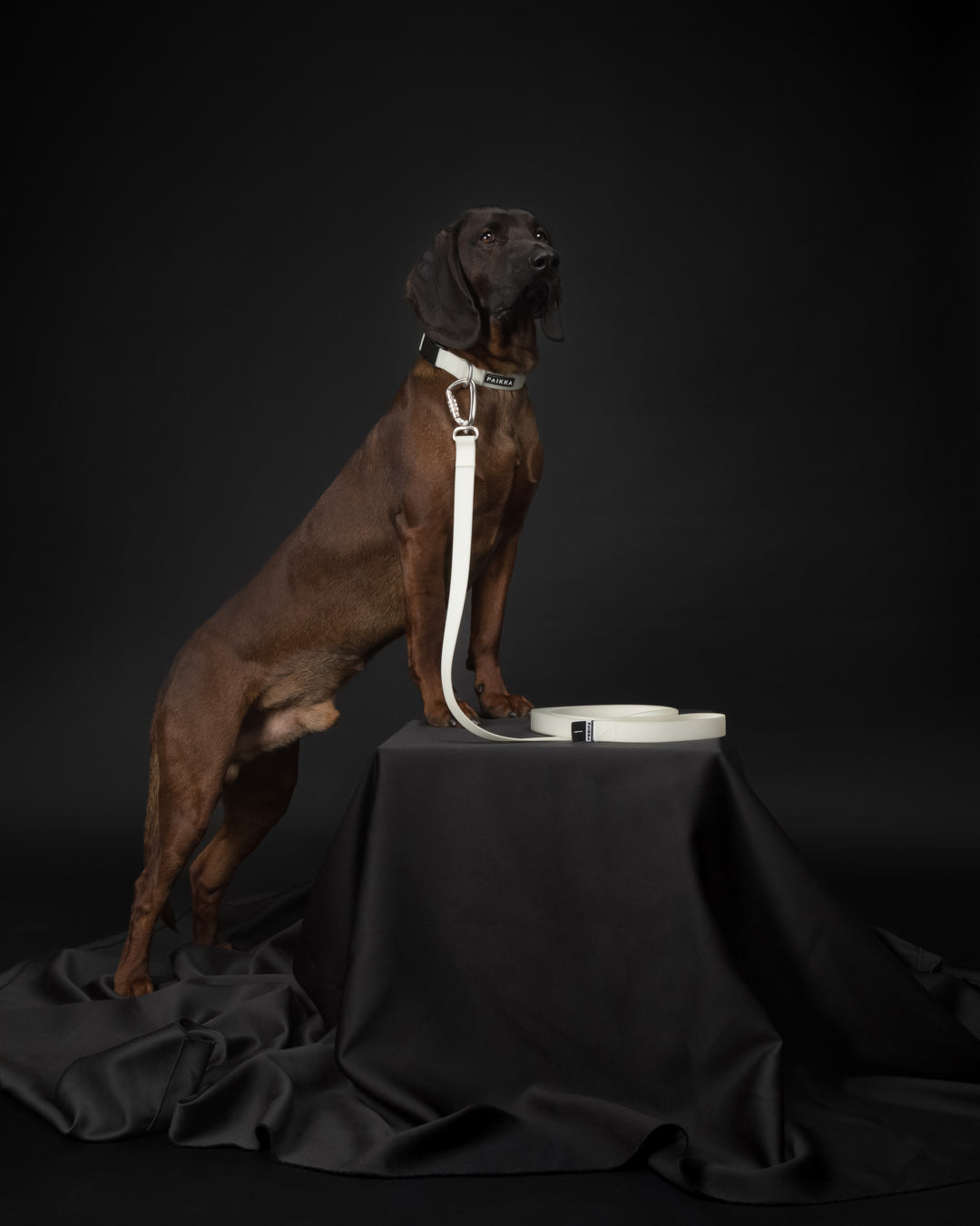PAIKKA Glow Hundehalsband