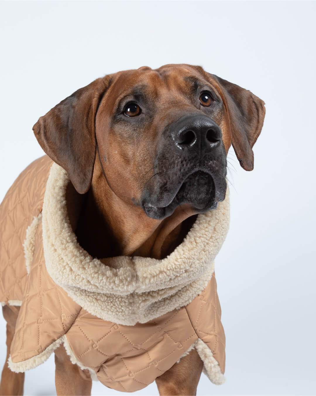 PAIKKA Quilted Sherpa Jacket for Dogs Camel