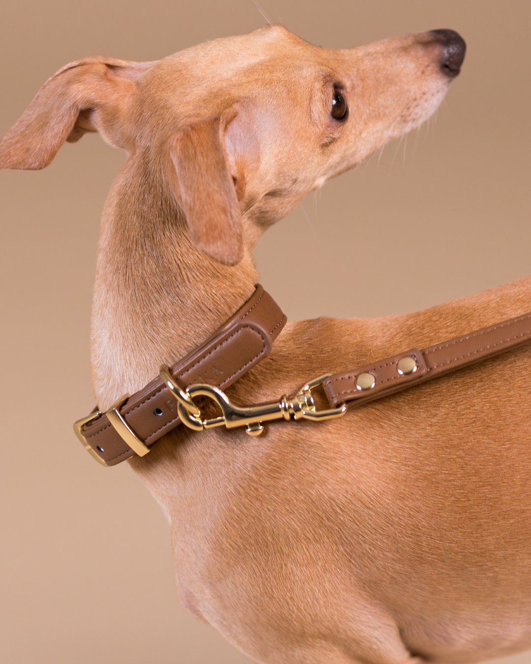 PAIKKA Lignify Collar Brown for Dogs
