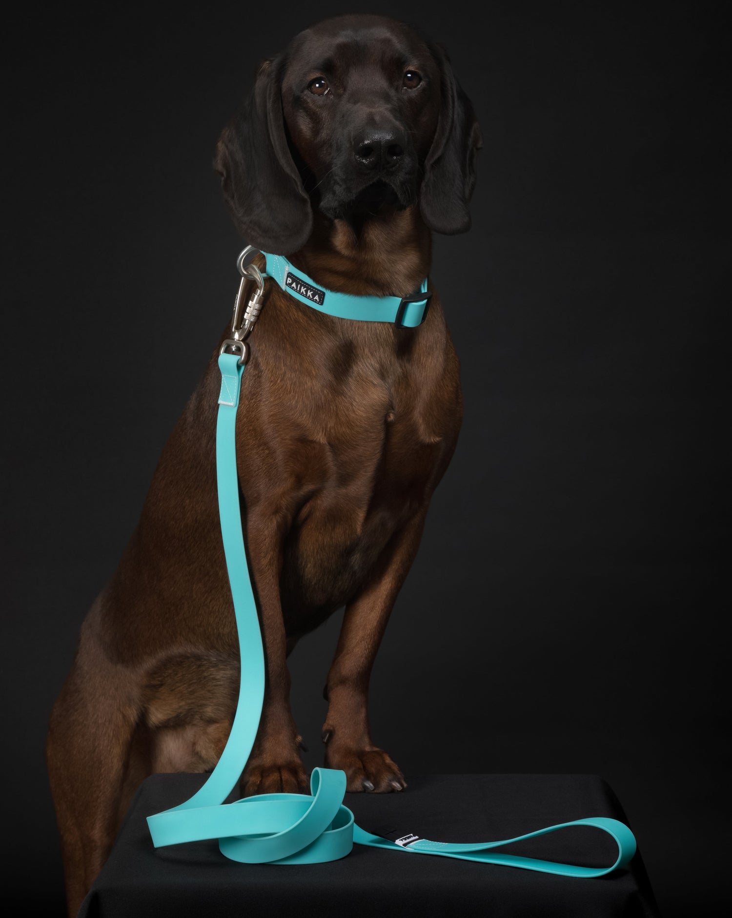 PAIKKA Glow Leash Aqua