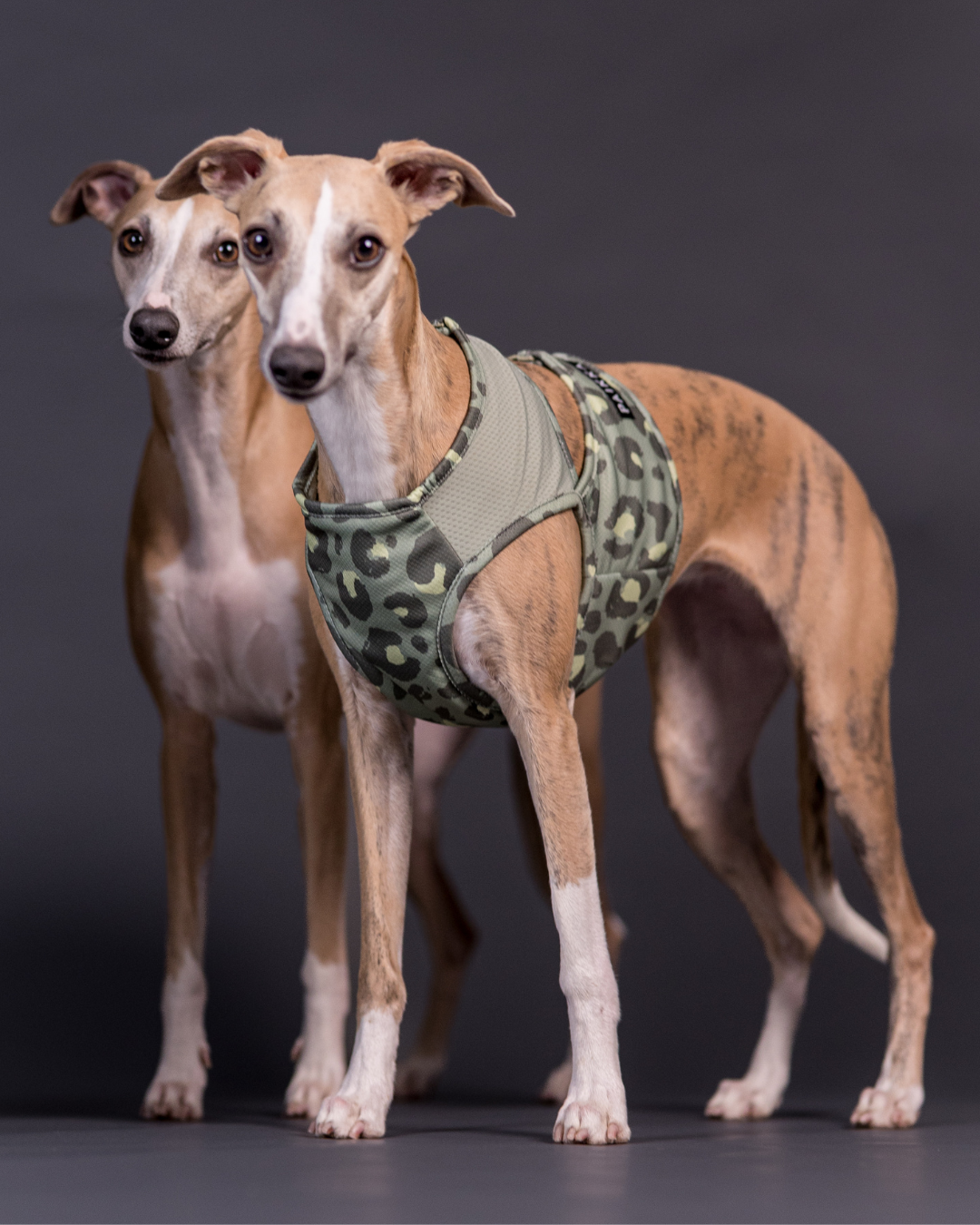 PAIKKA Hunde-Kühlweste Green Leo