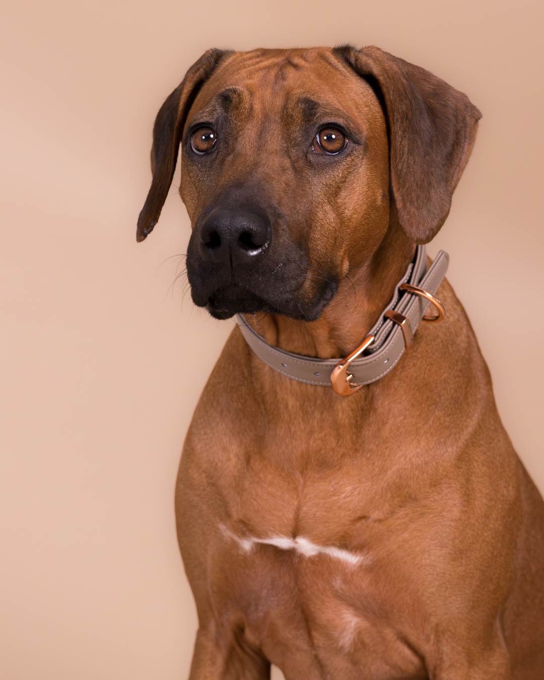 PAIKKA Lignify Hundehalsband Taupe