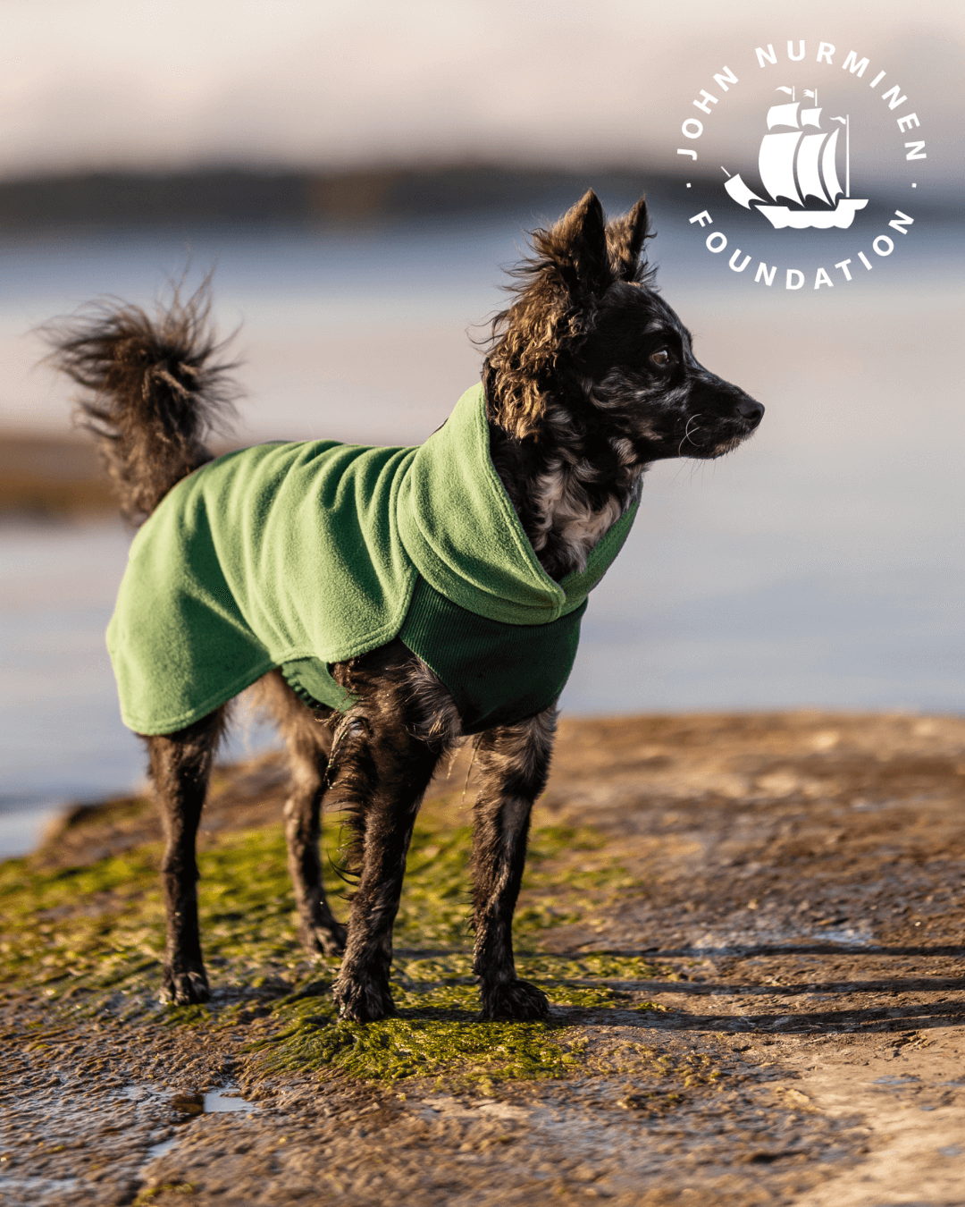 PAIKKA Seawool Hundeshirt Grün