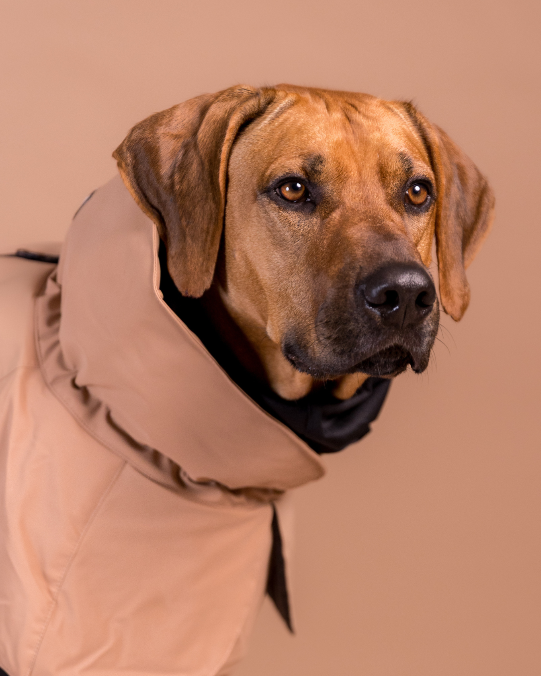 PAIKKA Visibility Hundewinterjacke Wool Taupe