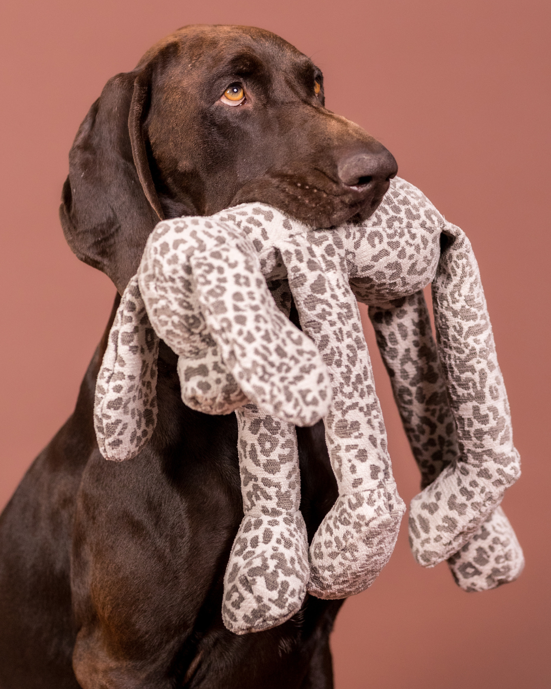 PAIKKA Dog Toy Stone Leo Hound