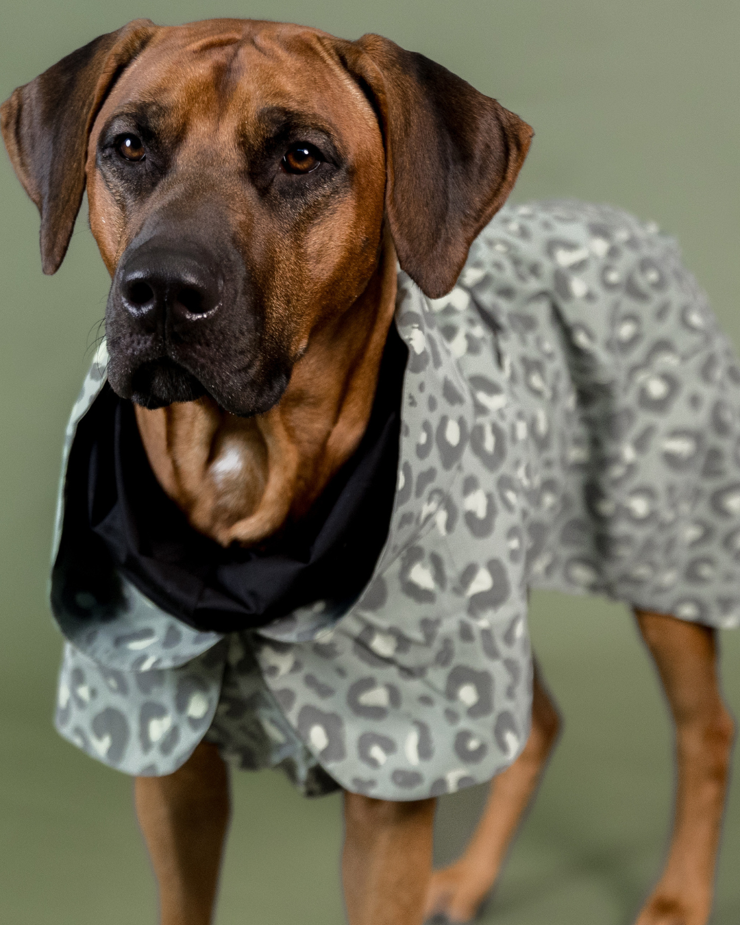 PAIKKA Visibility Raincoat for Dogs Lite Green Leo