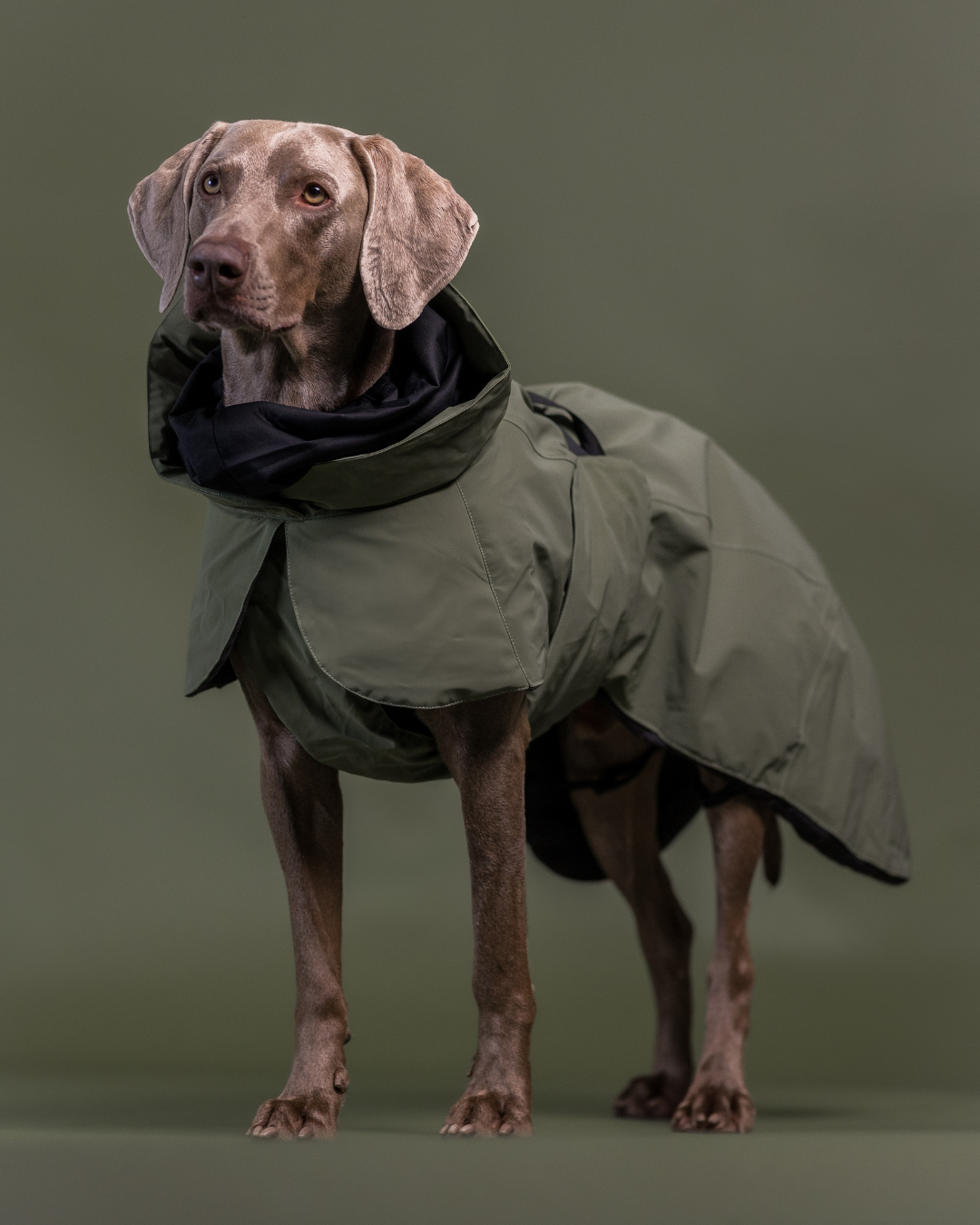 PAIKKA Visibility Hundewinterjacke Wool Grün
