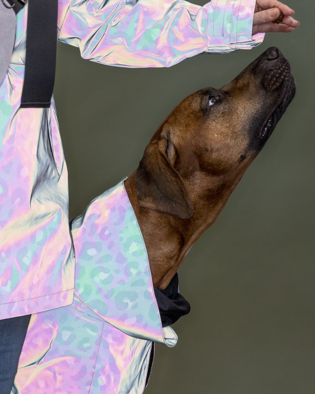 Outdoor Bundle Green Leo for Dog & Human