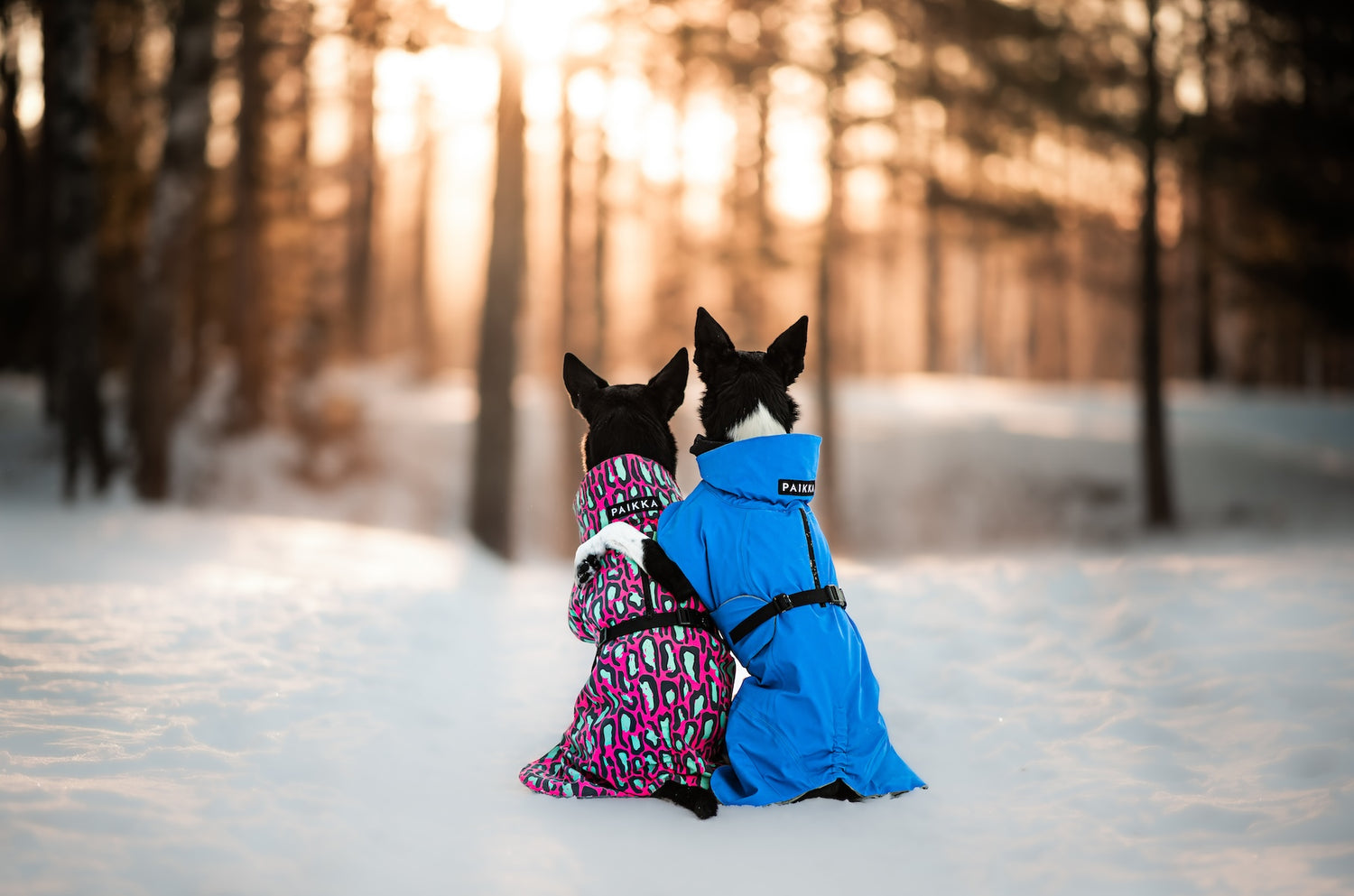 Winter Coat Guide for the happiest dogs in the world