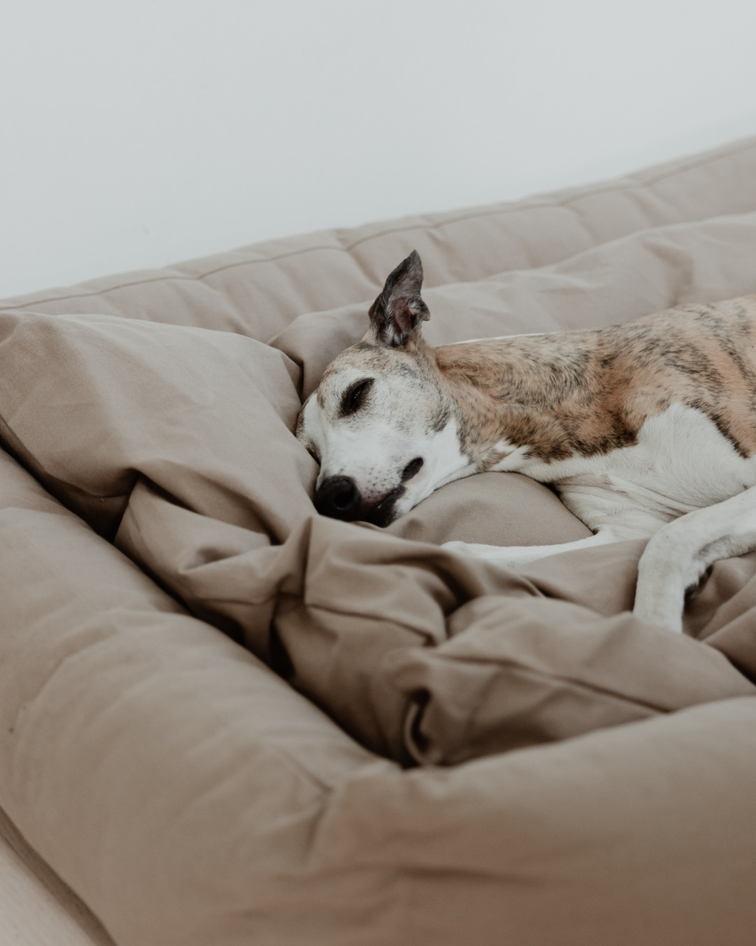 Ortopädisches Hunde-Bett Recovery / Grau