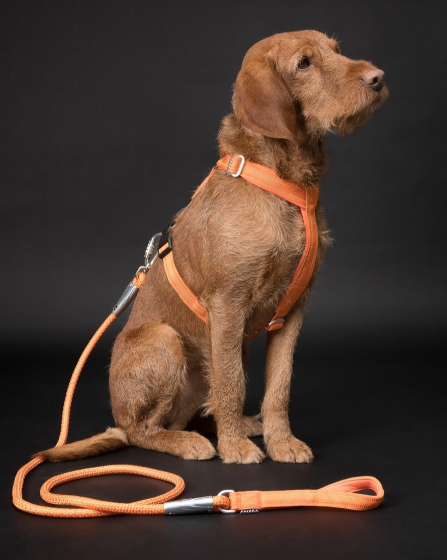 PAIKKA Visibility Rope Leash Orange