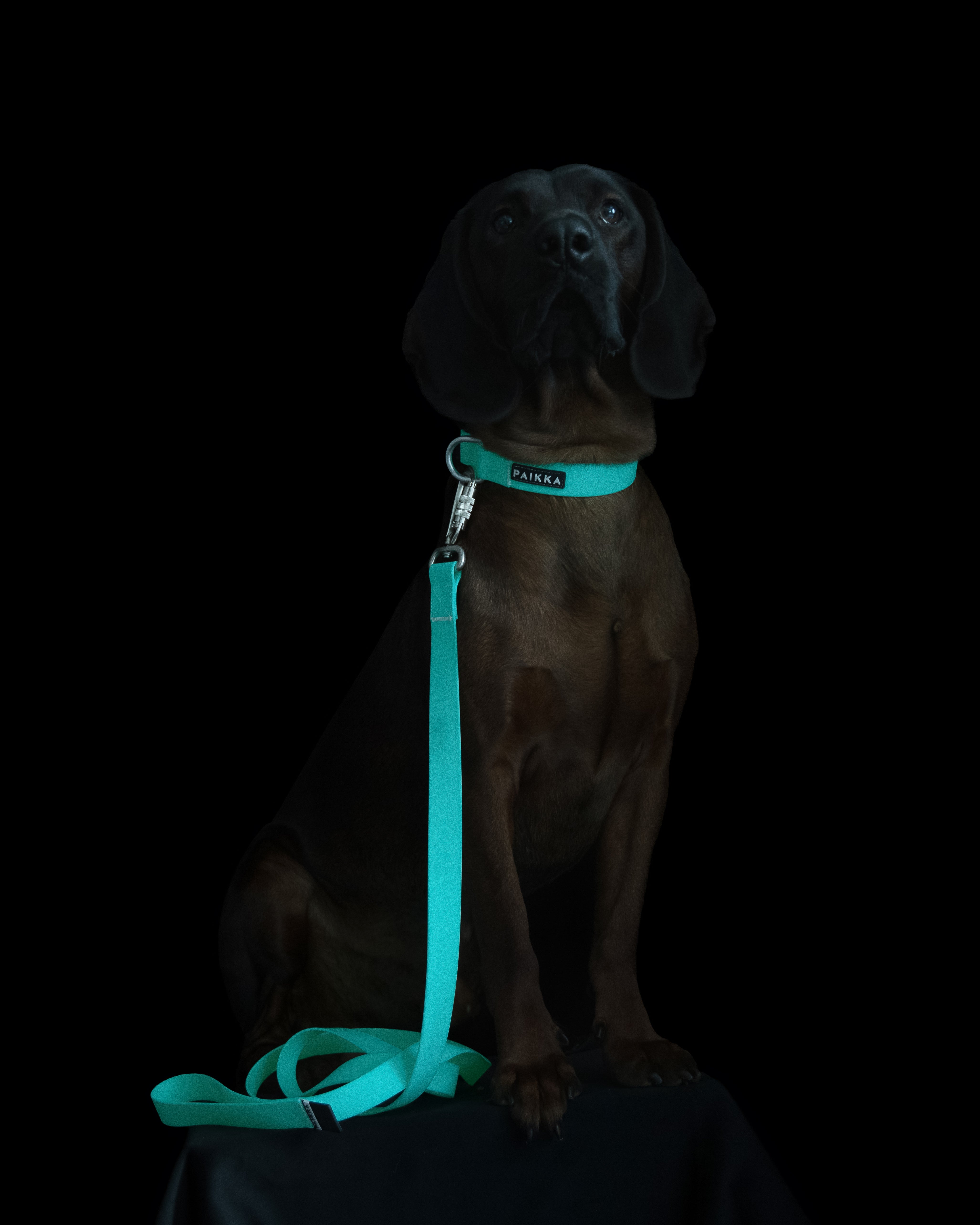 Glow in the dark pet collars hotsell