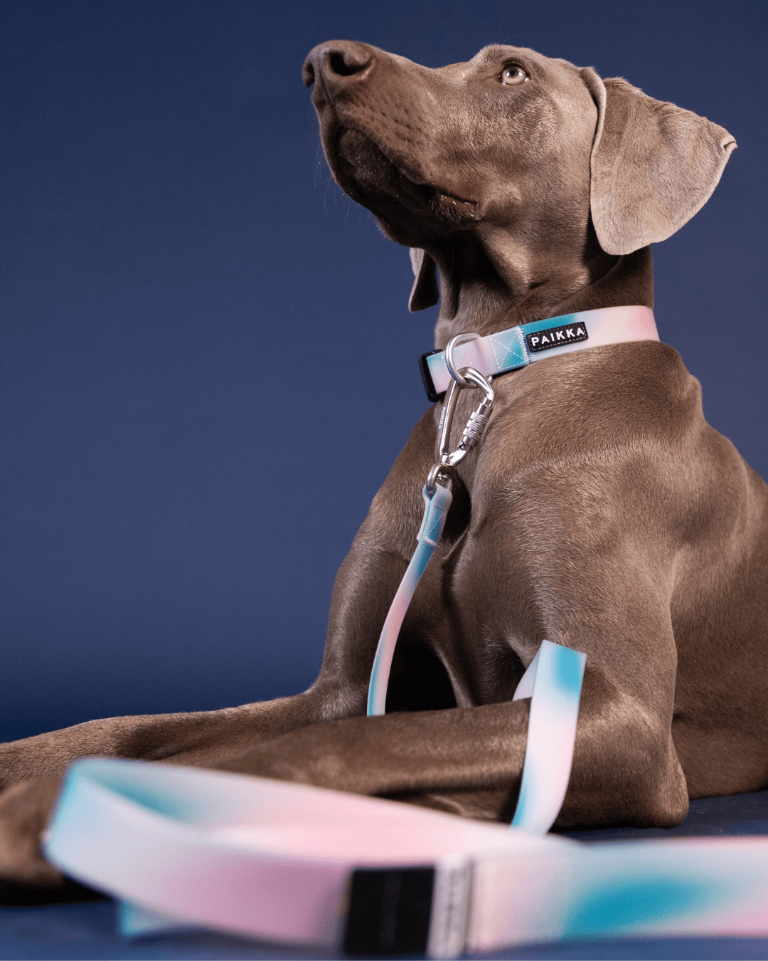 PAIKKA Glow Leash Ombre