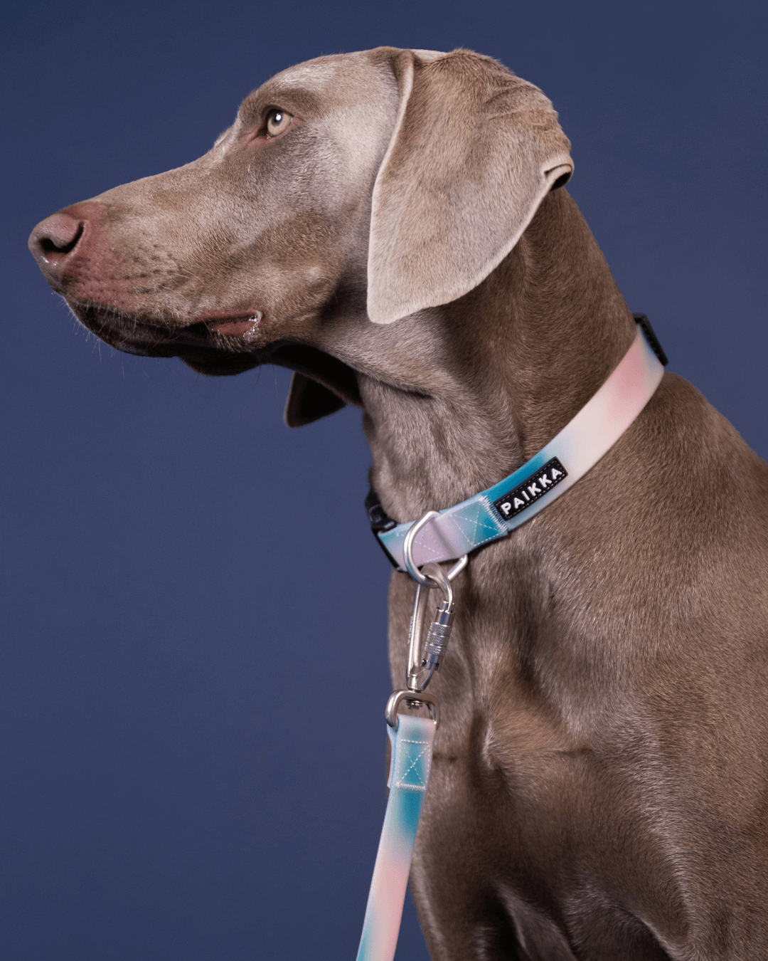 PAIKKA Glow Leash Ombre