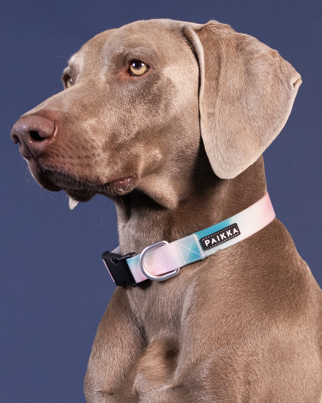 PAIKKA Glow Collar ombre