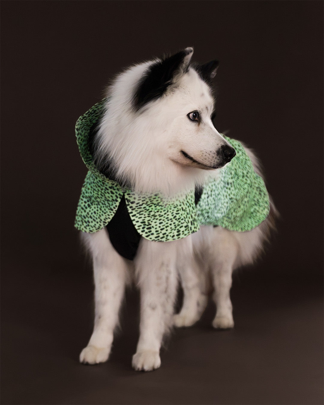 Raincoat 2.0