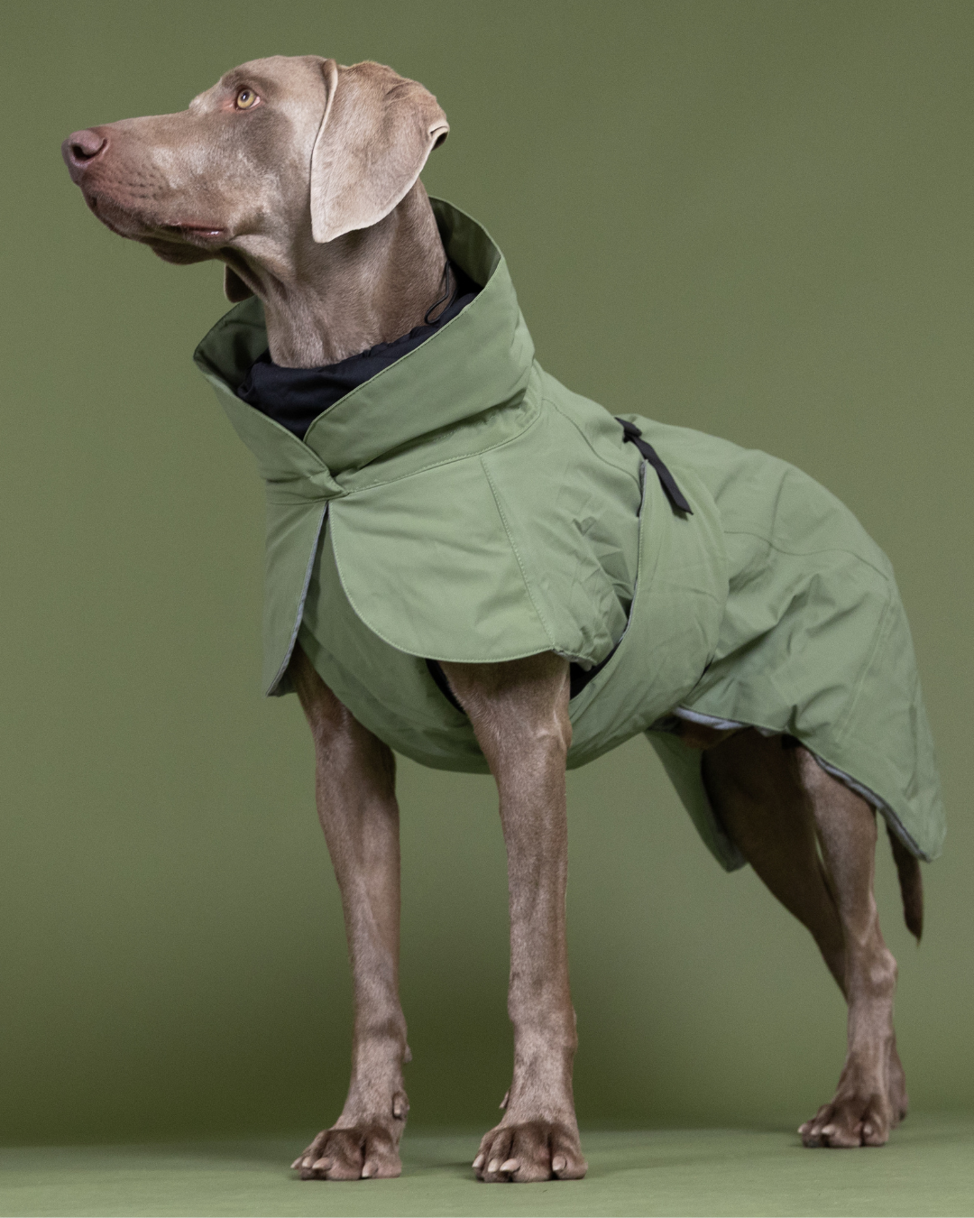 Fashion dog coats hotsell