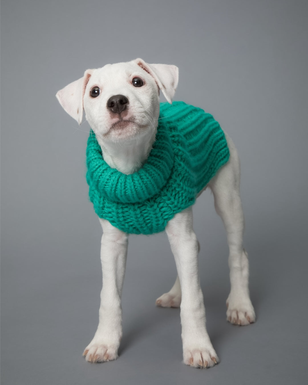 Hunde-Strickpullover Grün