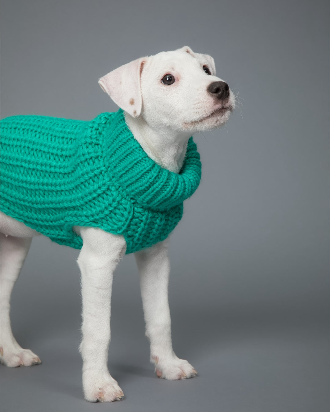 Hunde-Strickpullover Grün