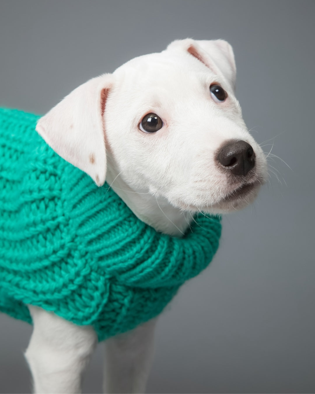 Hunde-Strickpullover Grün