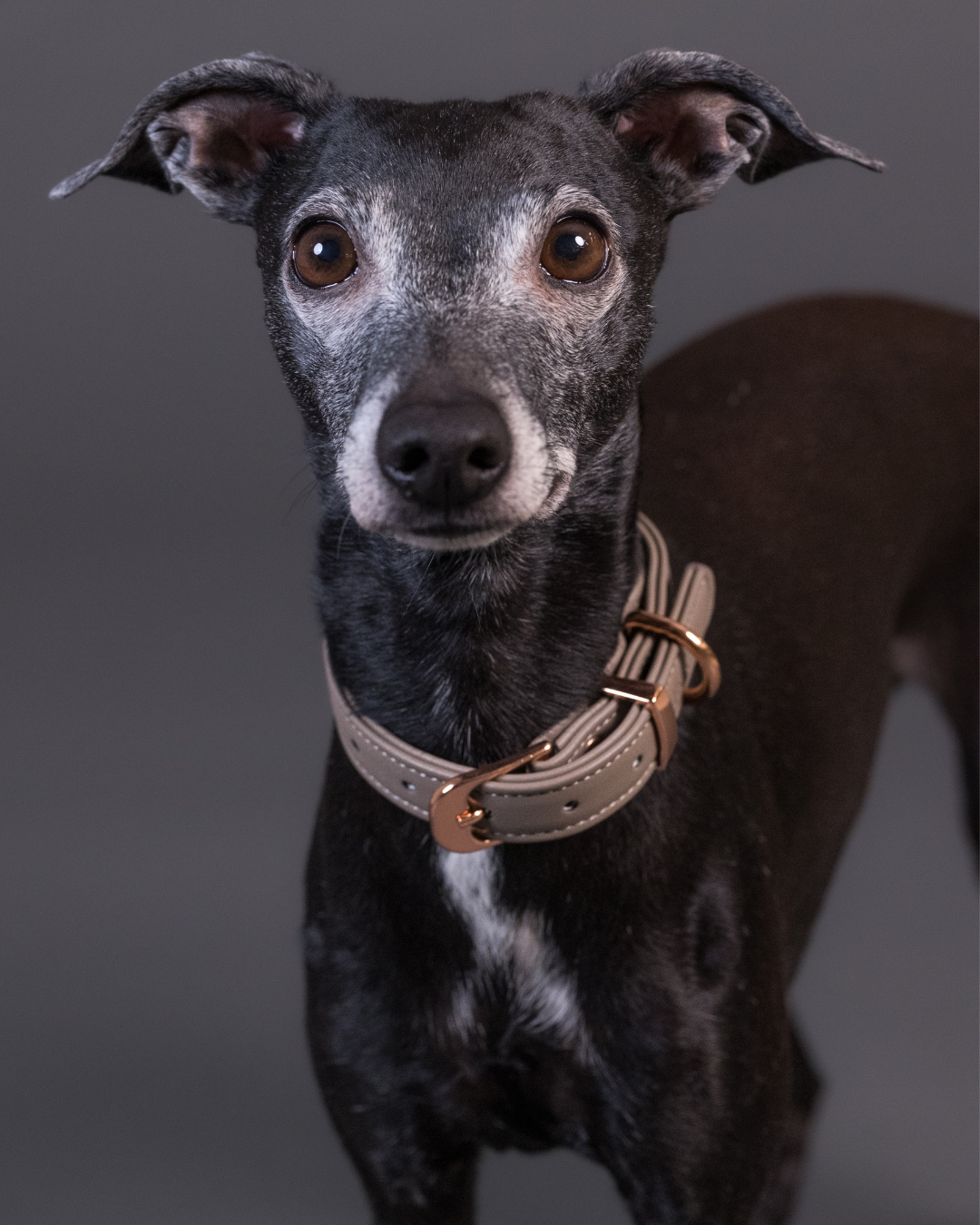 PAIKKA Lignify Collar for Dogs Taupe