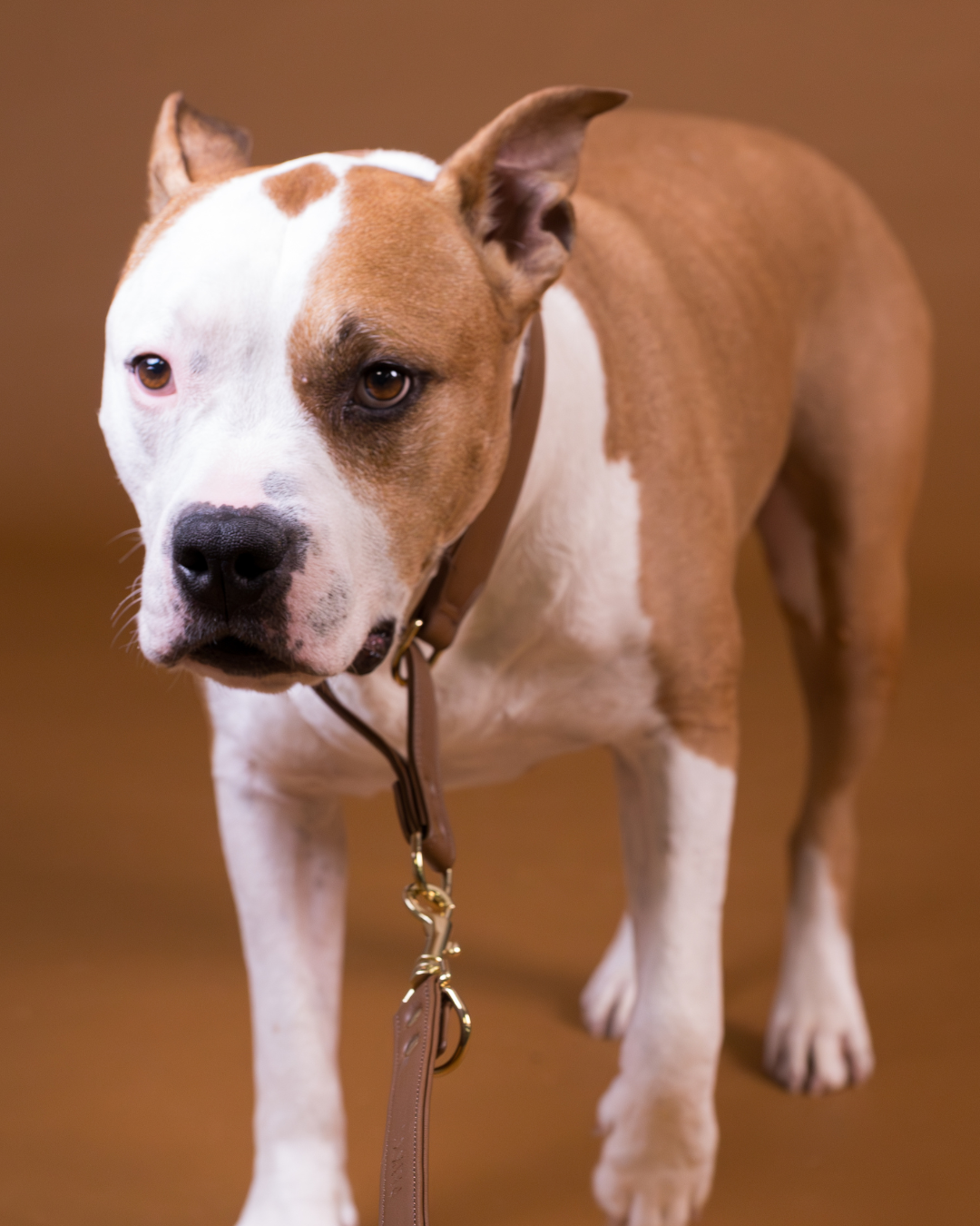 PAIKKA Lignify Martingale Collar Brown