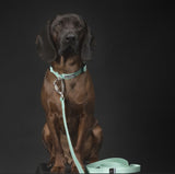 Glow Collar Cabbage