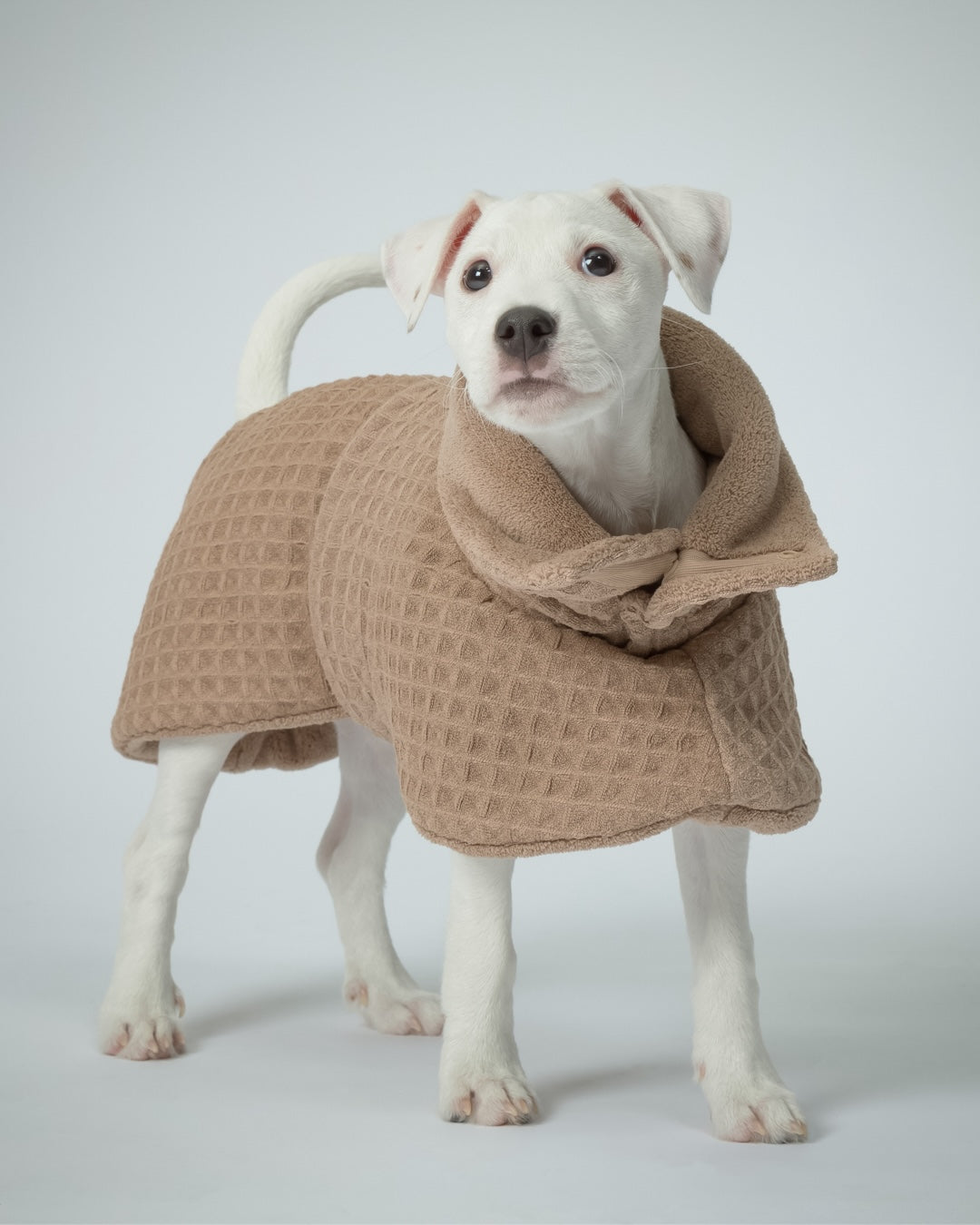 Drying Coat Spa Taupe for Dogs