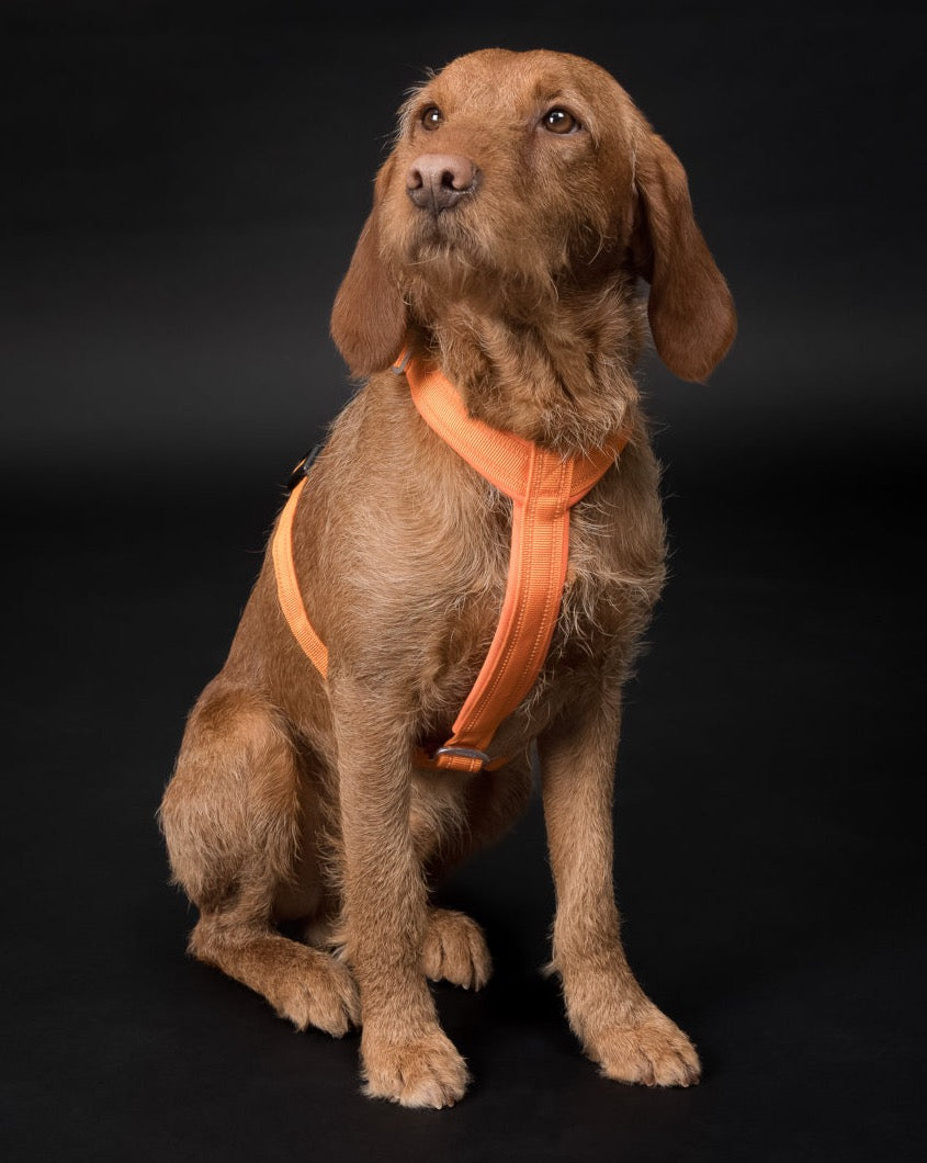 Easy Harness Orange for Dogs