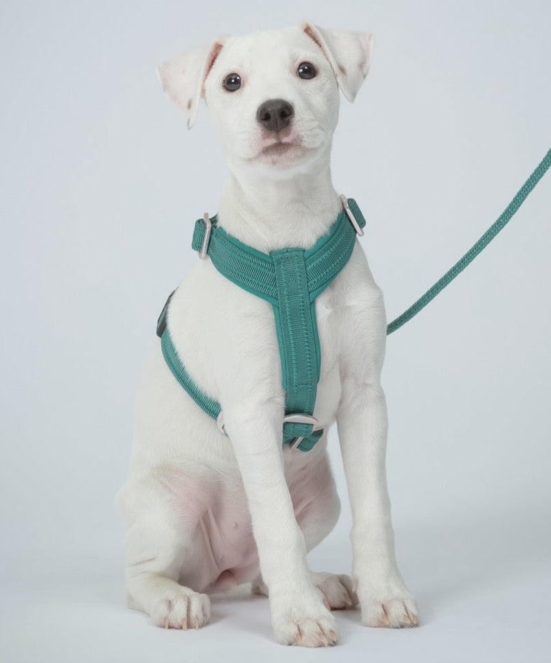 Easy Harness Emerald für Hunde