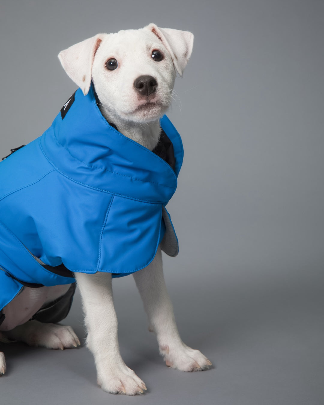 Visibility Winter Jacket Indigo for Dogs