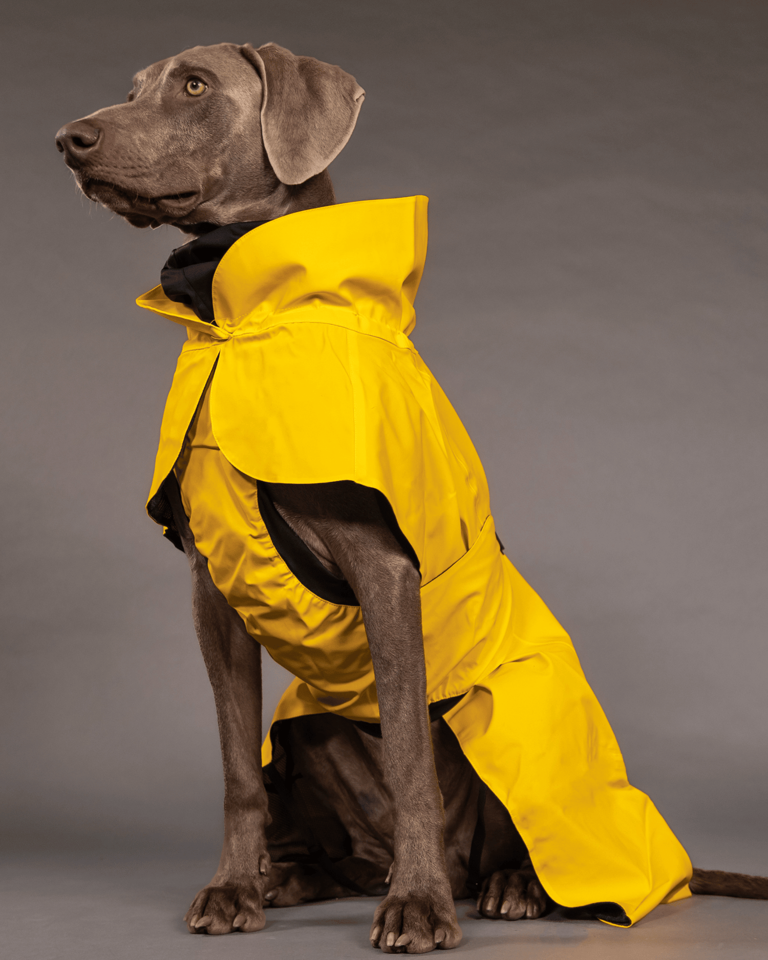 Visibility Raincoat Lite Yellow for Dogs