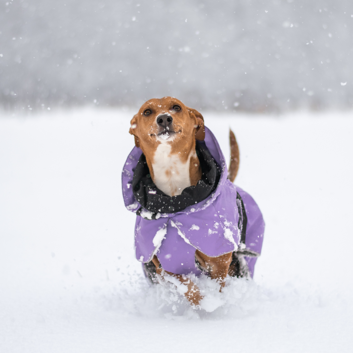Visibility Winter Jacket Lilac for Dogs