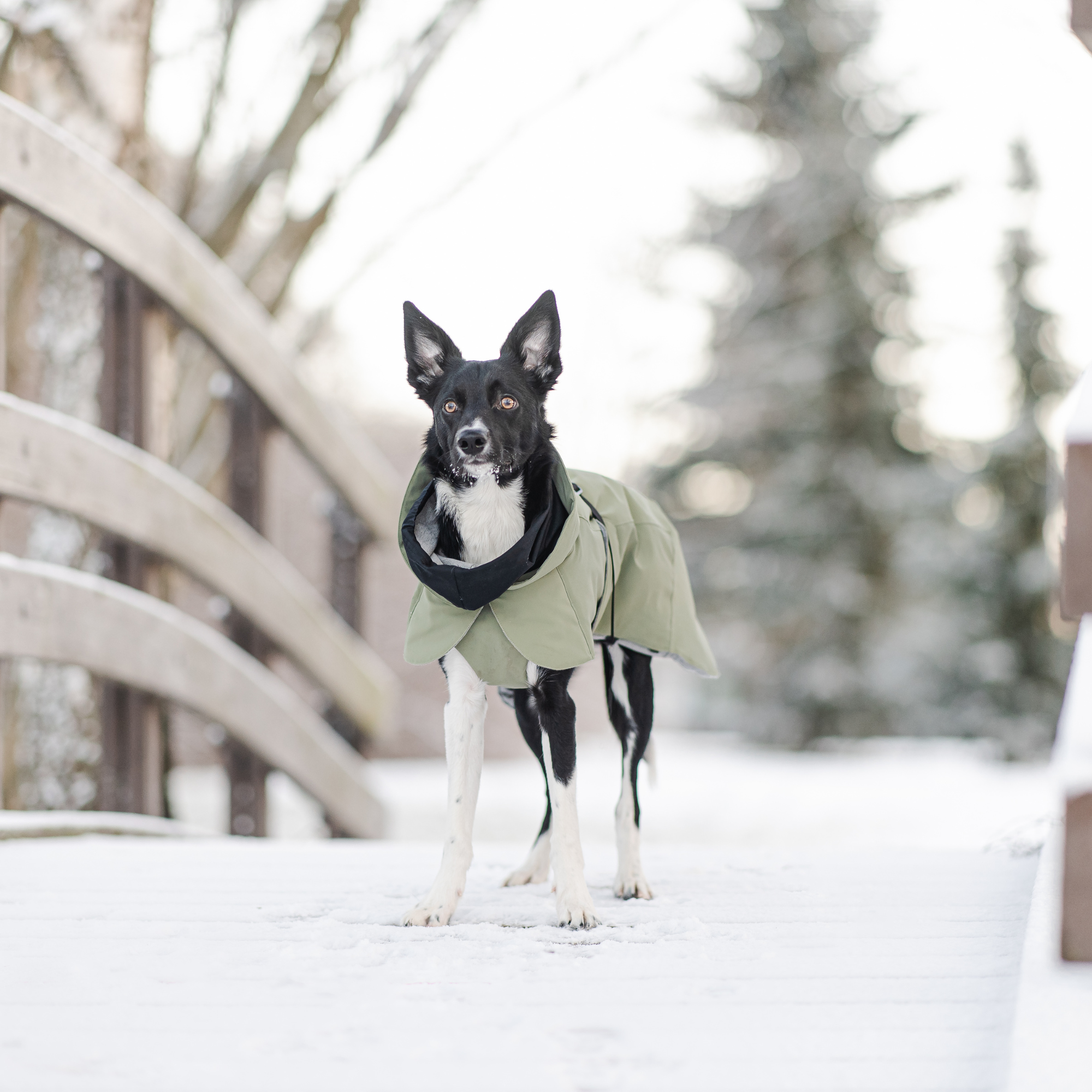 Visibility Winter Jacket Green for Dogs PAIKKA