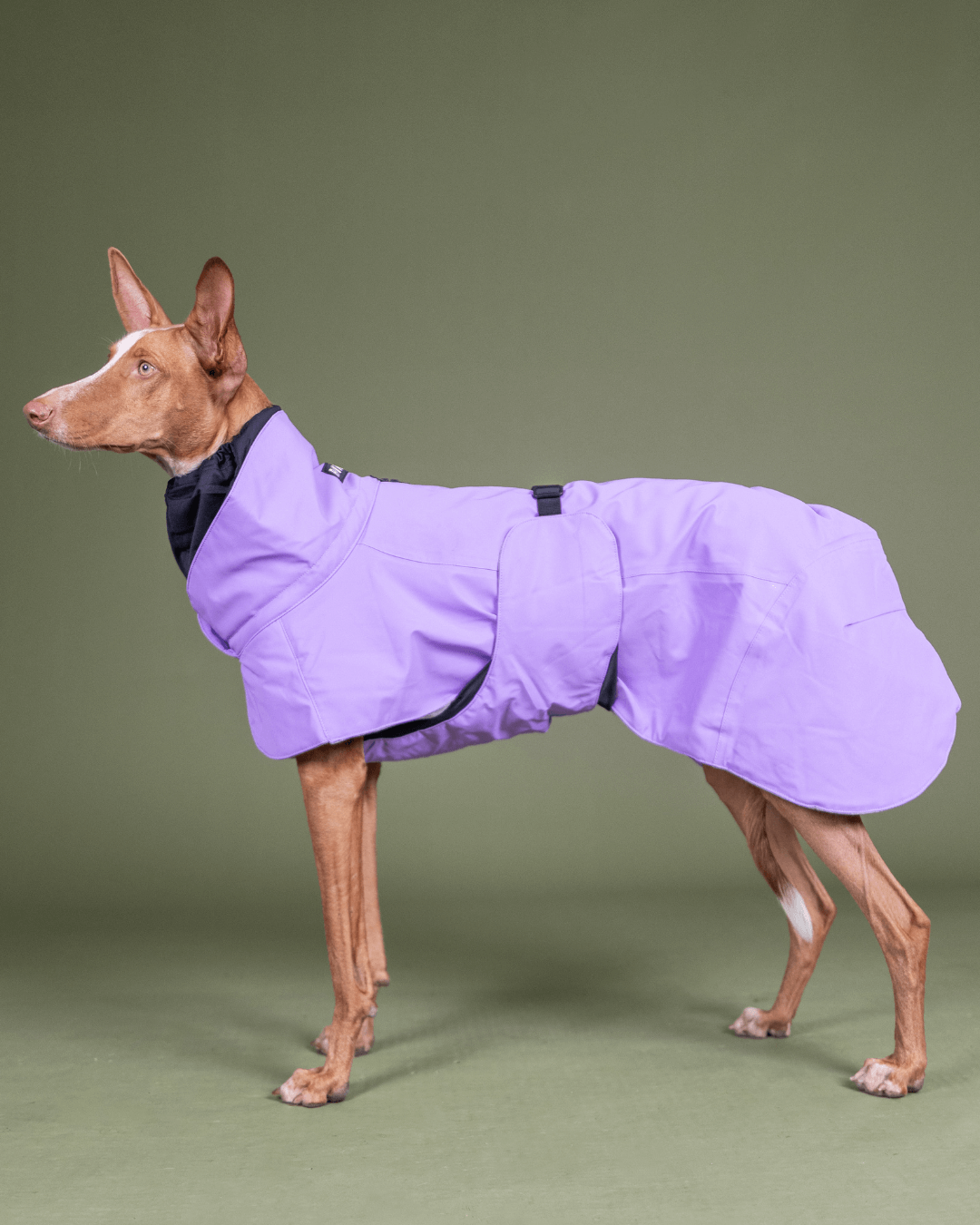 Hochreflektierende Hundewinterjacke / Lila