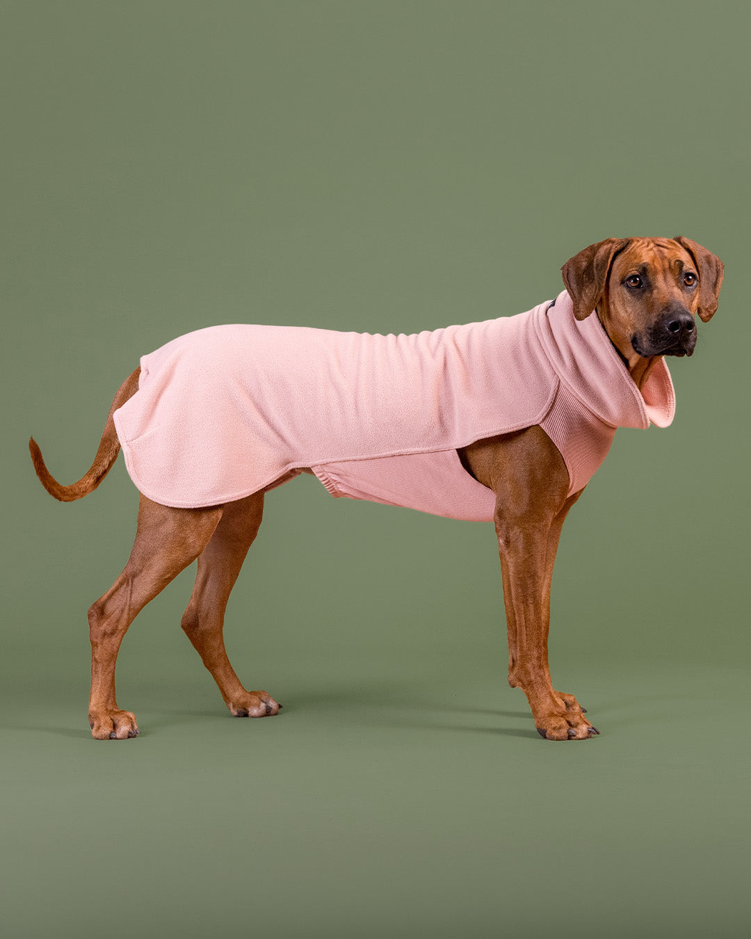 Seawool Shirt Pale Pink NEW