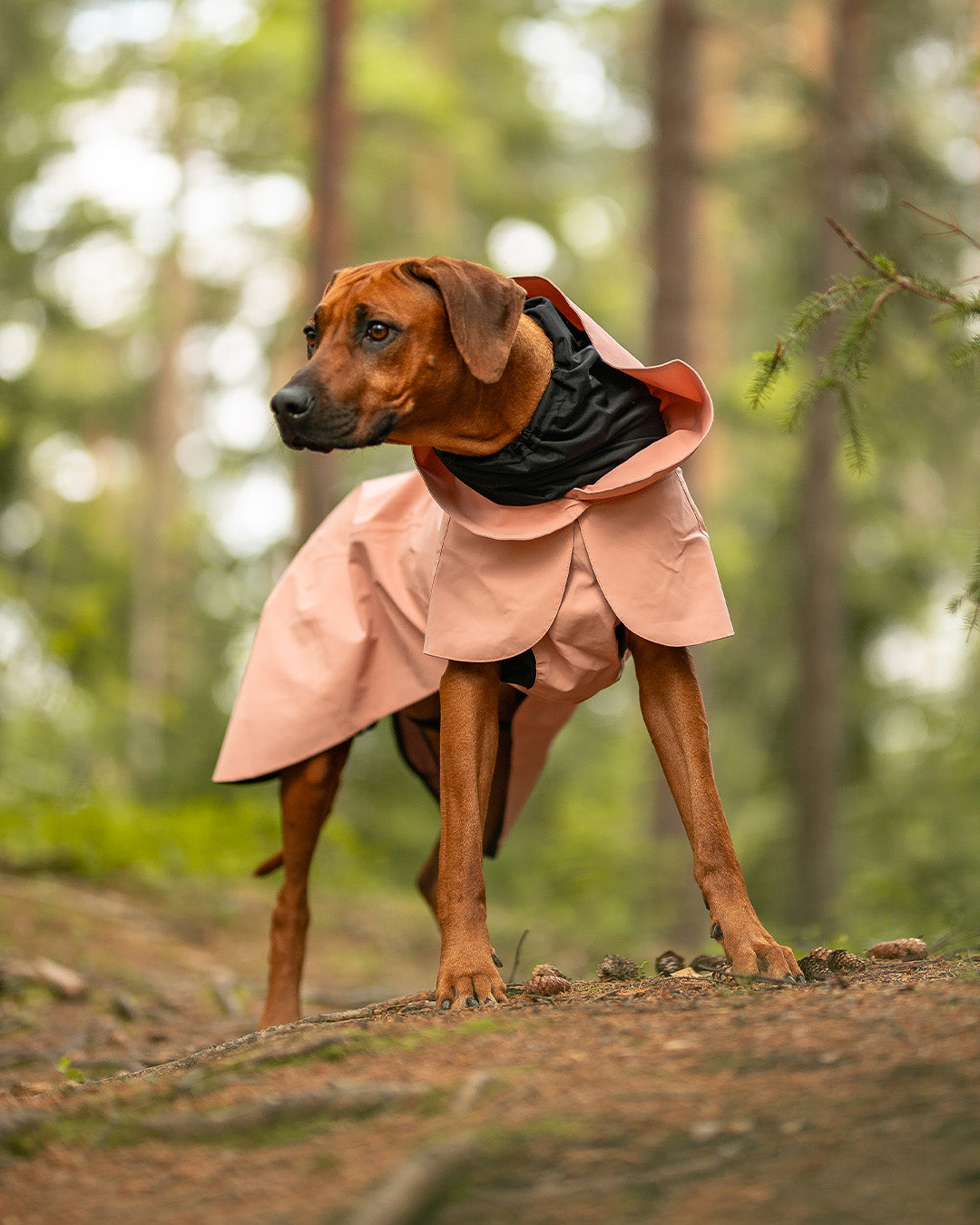 PAIKKA Visibility Hunderegenmantel Rose NEU