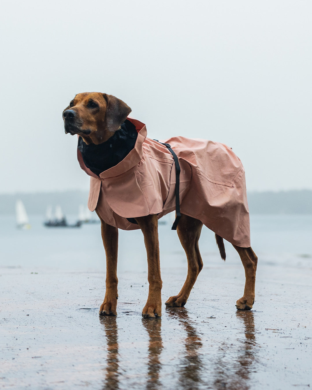 PAIKKA Visibility Hunderegenmantel Rose NEU